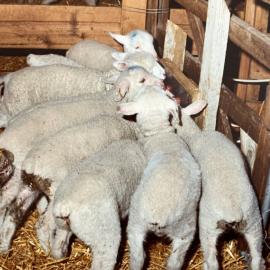 Tara Hills Lamb Rearing Unit - 4 of 8