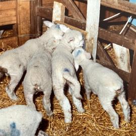 Tara Hills Lamb Rearing Unit - 5 of 8