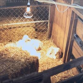 Tara Hills Lamb Rearing Unit - 6 of 8