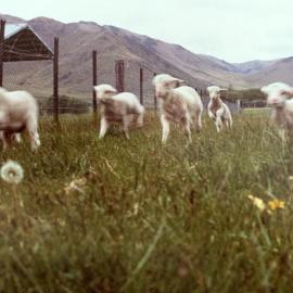 Tara Hills Lamb Rearing Unit - 8 of 8