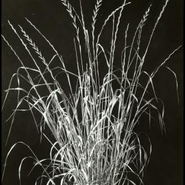 Perennial ryegrass: close-up