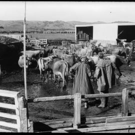 Jersey cows in a yard pen