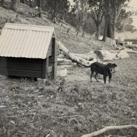 Farm dog with kennel