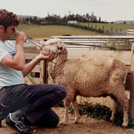 Scientist inspecting sheep's teeth