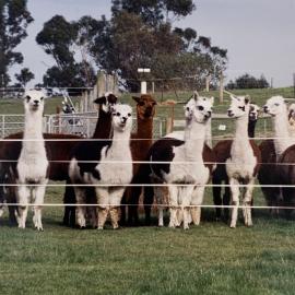 Alpaca herd