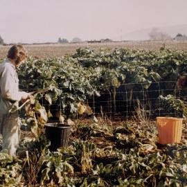 Evaluating brassica in the field