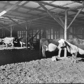 Jersey cows under a large, wooden, herd shelter