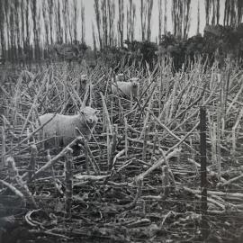 Sheep in the turnip field - 1 of 6