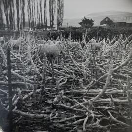 Sheep in the turnip field - 2 of 6