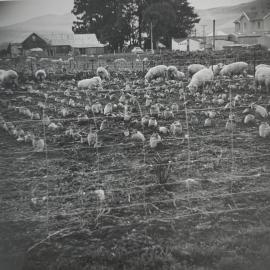 Sheep in the turnip field - 3 of 6