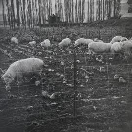 Sheep in the turnip field - 4 of 6