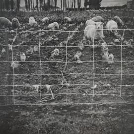 Sheep in the turnip field - 5 of 6