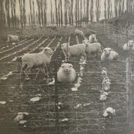 Sheep in the turnip field - 6 of 6