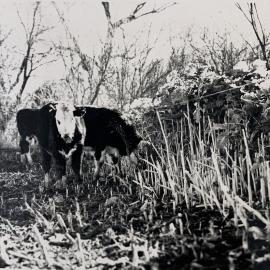 Steers break feeding on kale