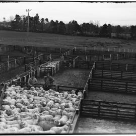 Sheep yards and pens, Ruakura: with observers