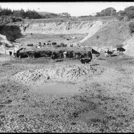 Mob of cattle in a muddy paddock