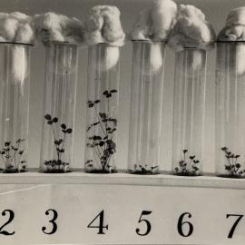 Clover seedlings in a test tube rack
