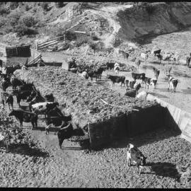 Mob of cattle in a muddy paddock: close-up