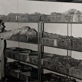 Wool Metrology - 1 of 7 