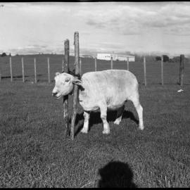 Sheep in wooden twin-pole head vice: front and side view