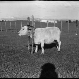 Sheep in wooden twin-pole head vice: side view