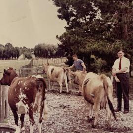 Peter Vlieg & Alan Johns with cows