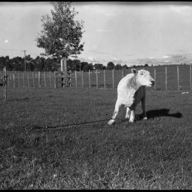 Sheep in single leg restraint