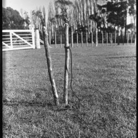 Wooden twin-pole head vice for sheep tethering