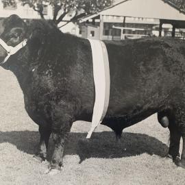 Prize bull