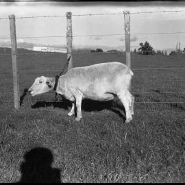 Sheep tethering using a neck collar