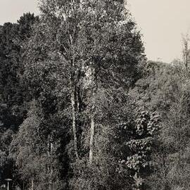 Playgianthus betulinas