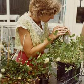 Hand pollinating - 2 of 2