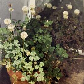 Bumble bees and cross pollination - 1 of 2