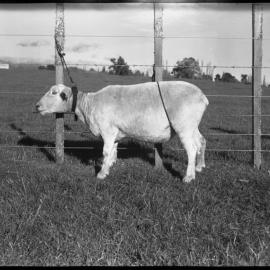 Sheep tethering using a neck collar and rump strap