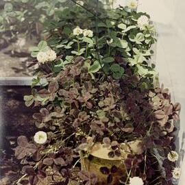 Bumble bees and cross pollination - 2 of 2