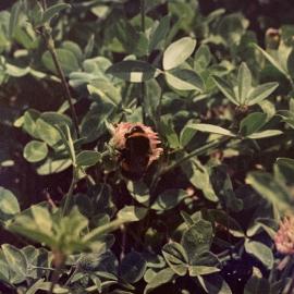 Bee pollinating - 1 of 4