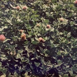 Bee pollinating - 2 of 4