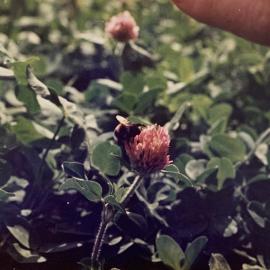 Bee pollinating - 3 of 4