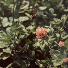 Bee pollinating - 4 of 4