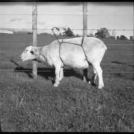 Sheep tethering using paunch straps