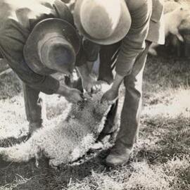 Ear tagging - Sheep