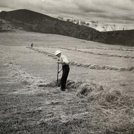 Haymaking - North Auckland