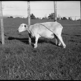 Sheep tethering using a single paunch strap