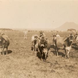 Stock on pasture - Bay of Plenty