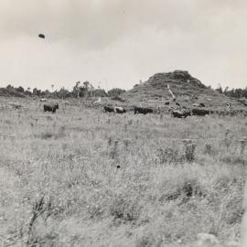 Ragwort in a pasture of grazing stock