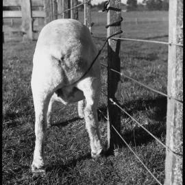 Sheep tethering using a single paunch strap: rear view