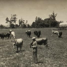 Rotational grazing of dairy cows