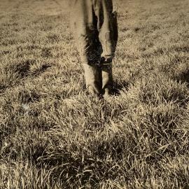 Lush pasture in a 1937 field