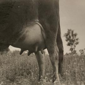 Cow - udder