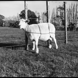 Sheep tethering using full body straps: front and side view